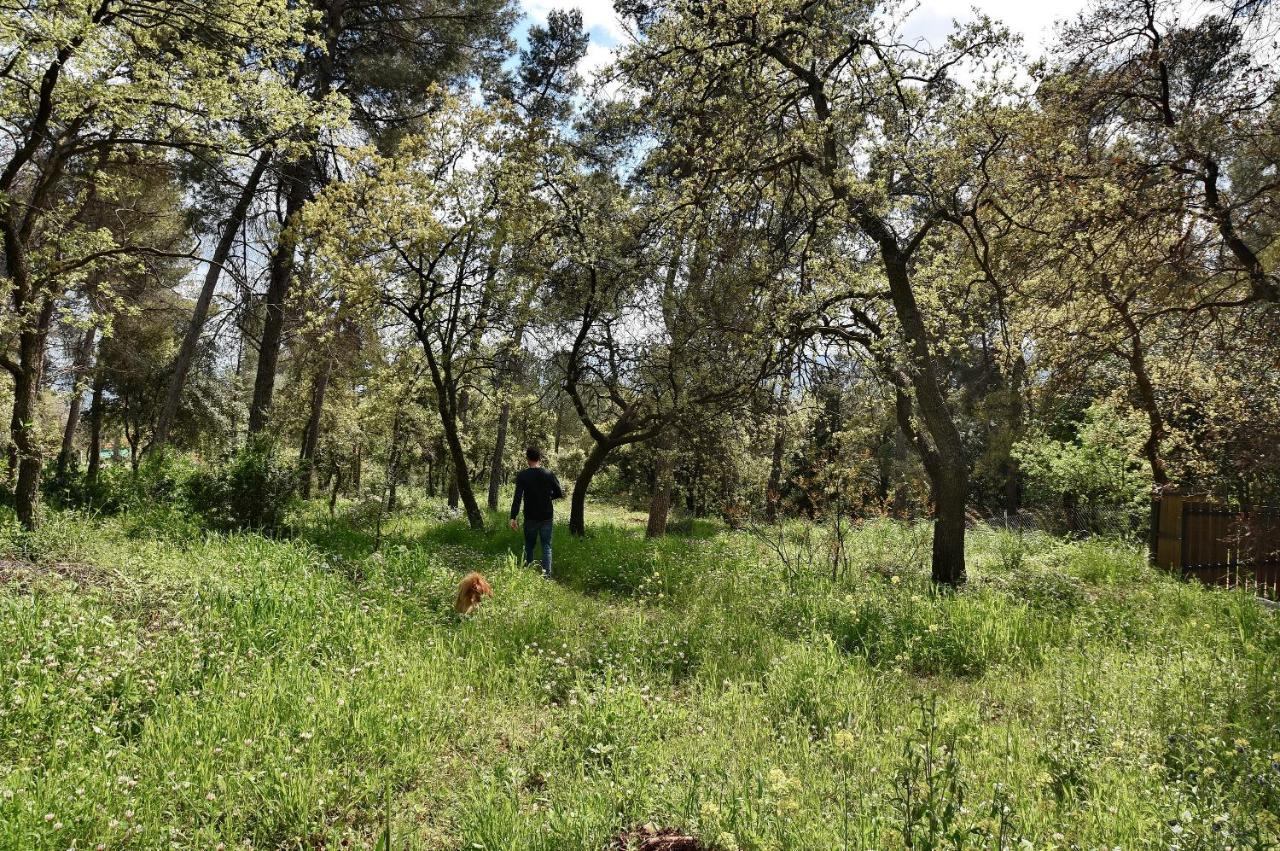 Zimmers At The Forest Amirim Εξωτερικό φωτογραφία